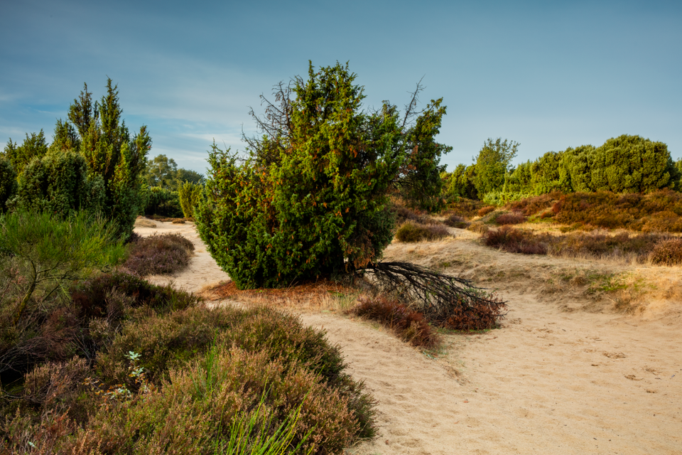 Een zandverstuiving, heide en groene struiken in natuurgebied het Mantingerzand.