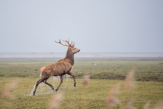 nat hert in galop Oostvaardersplassen NPNL Almere Lelystad