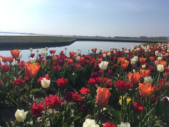 Tulpen in de havenkom in Zeewolde, Flevoland