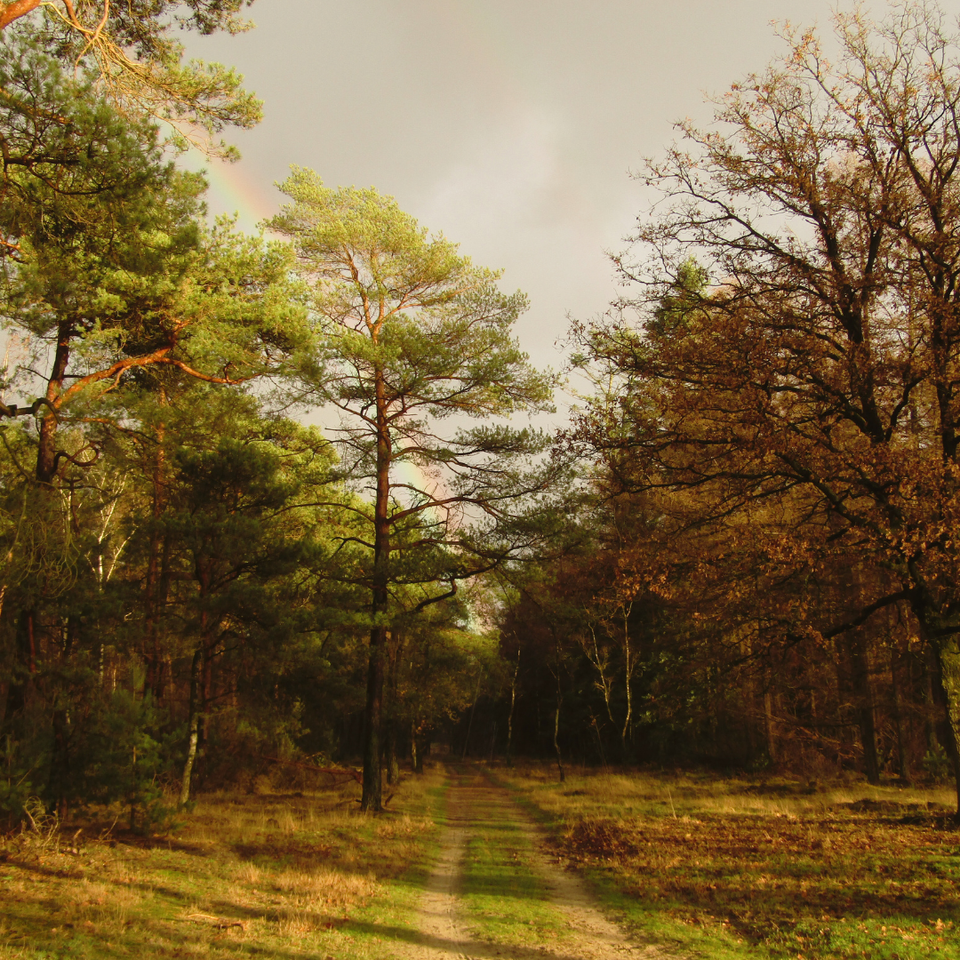 Natuurfoto
