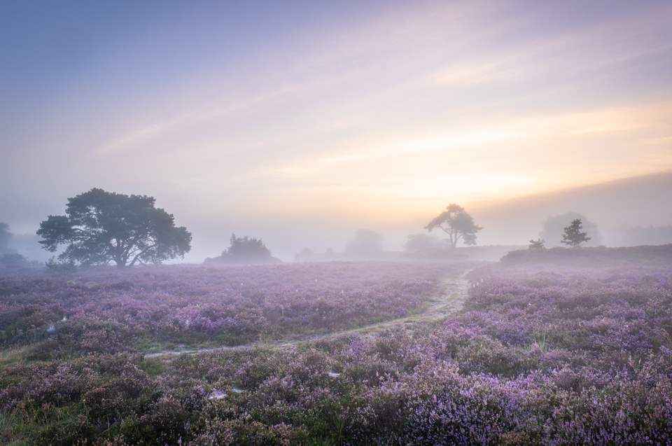 Een heideveld in de ochtendmist