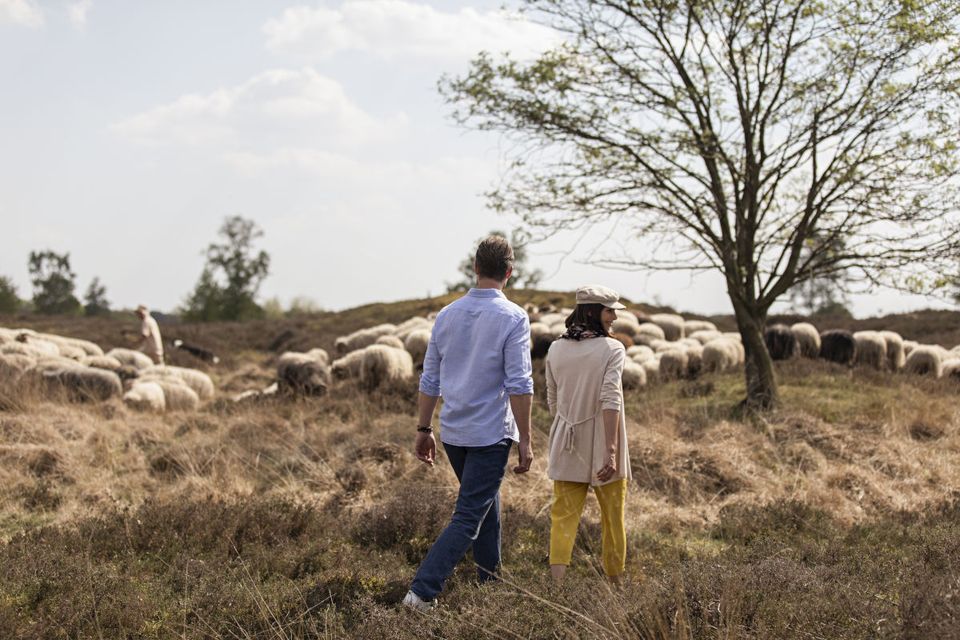 Schaap wandeling