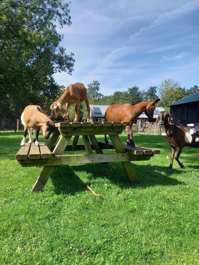 Geiten op een picknicktafel