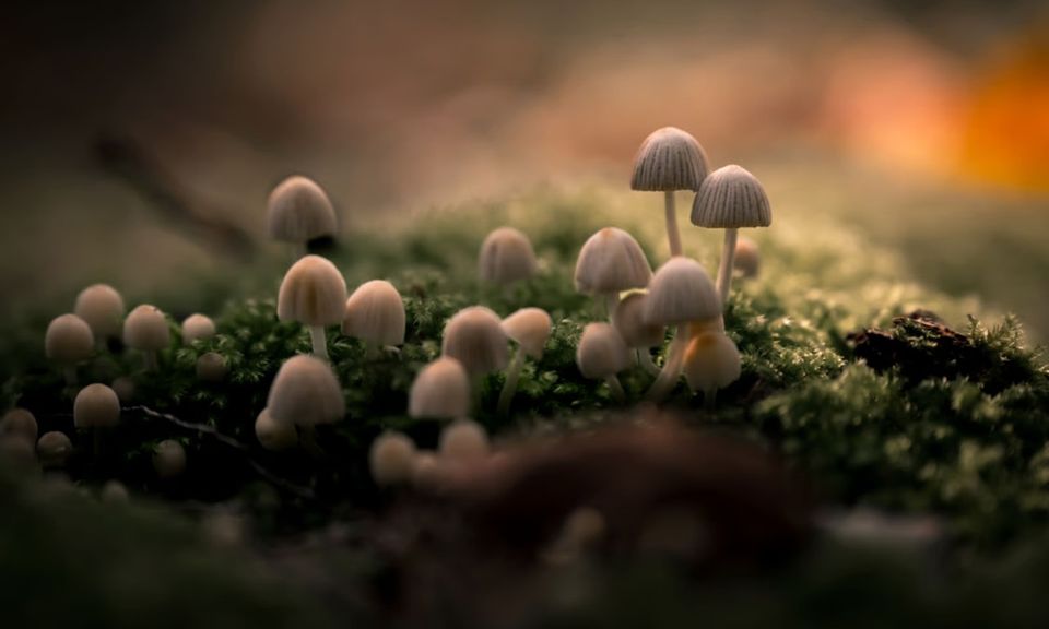 Ontdek alles over paddenstoelen op de Oude Buisse Heide