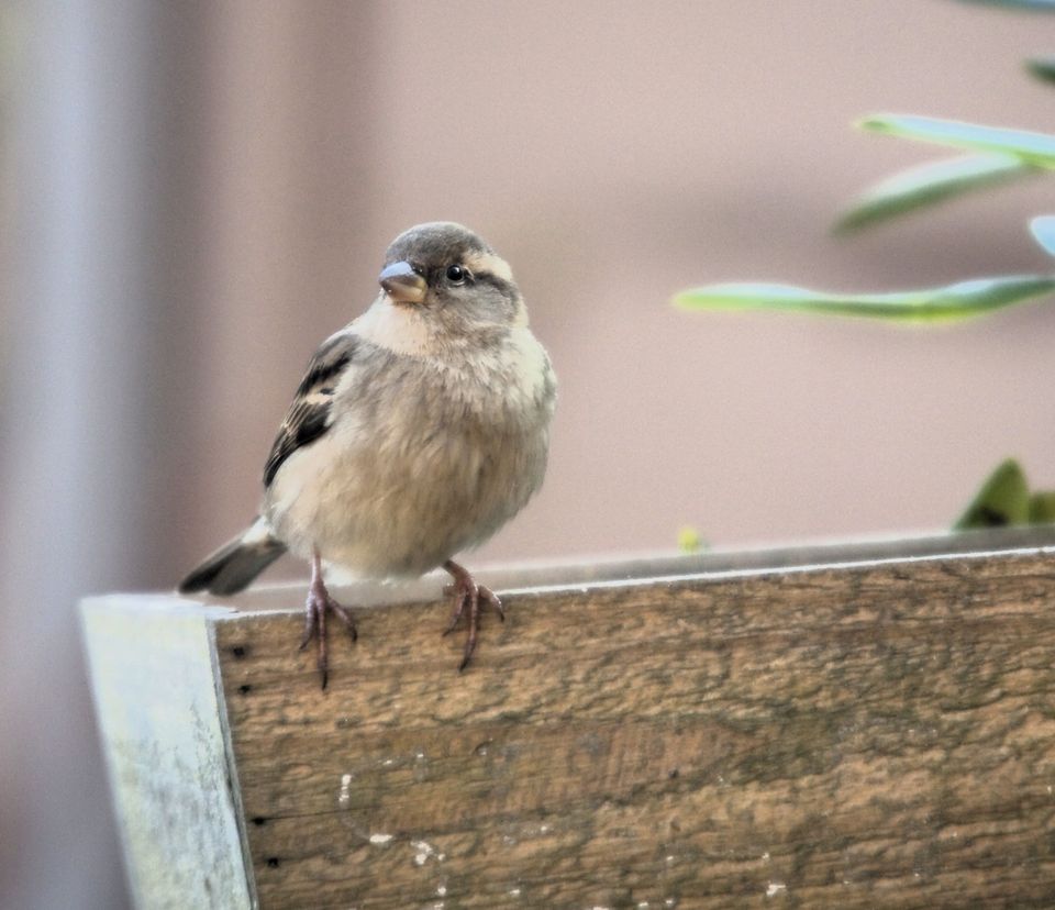 Nationale Gartenvogelzählung