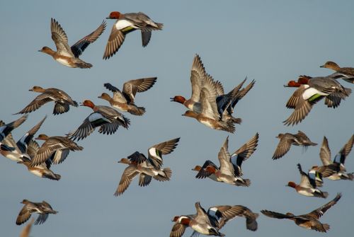 Vliegende vogels