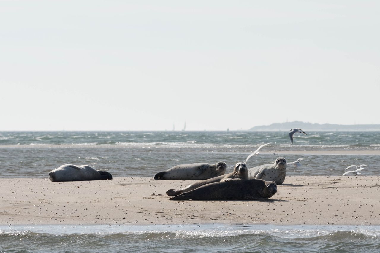 zeehonden op de richel Vlieland