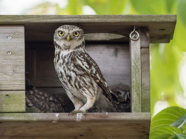 Thema-avond over boerenlandvogels - IVN Geldrop