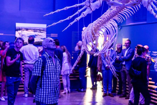 Ontmoet Bèr - Mosasaurus experience