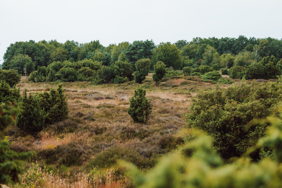 Een golvend heideveld met jeneverbesstruiken.