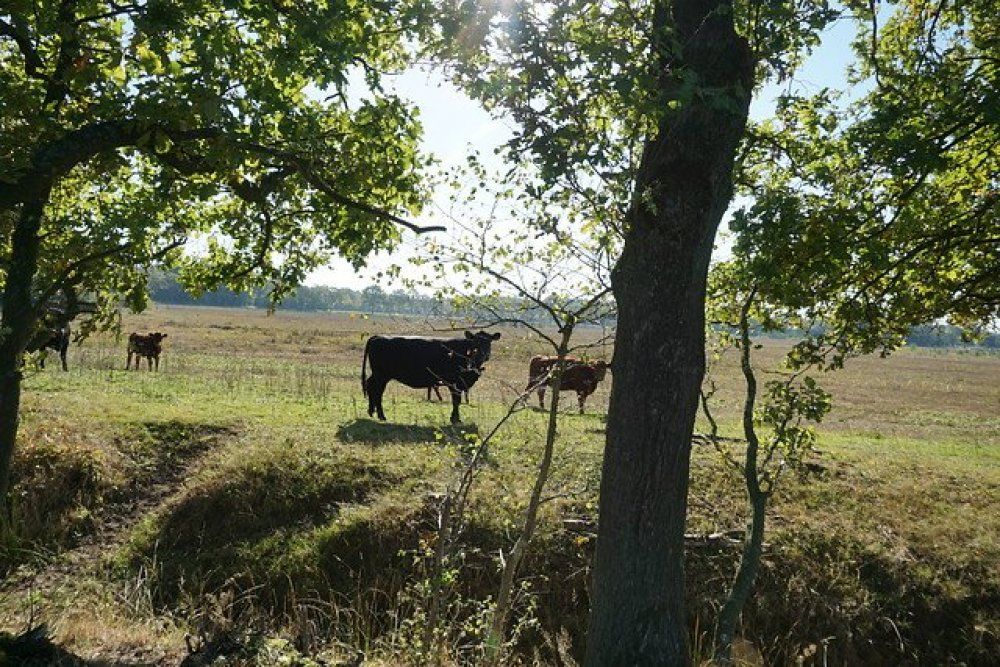 Begrazingsgebied Kampina