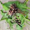 smeerwortel blad en wortel