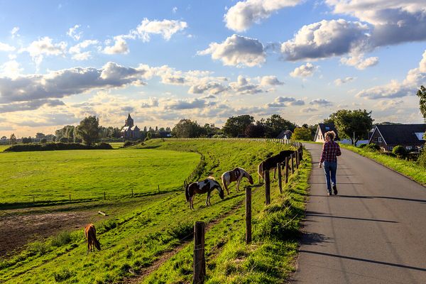 Oud zevenaar dijk paarden
