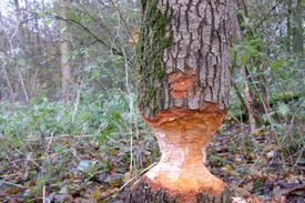 Kinderexpeditie Beversporen