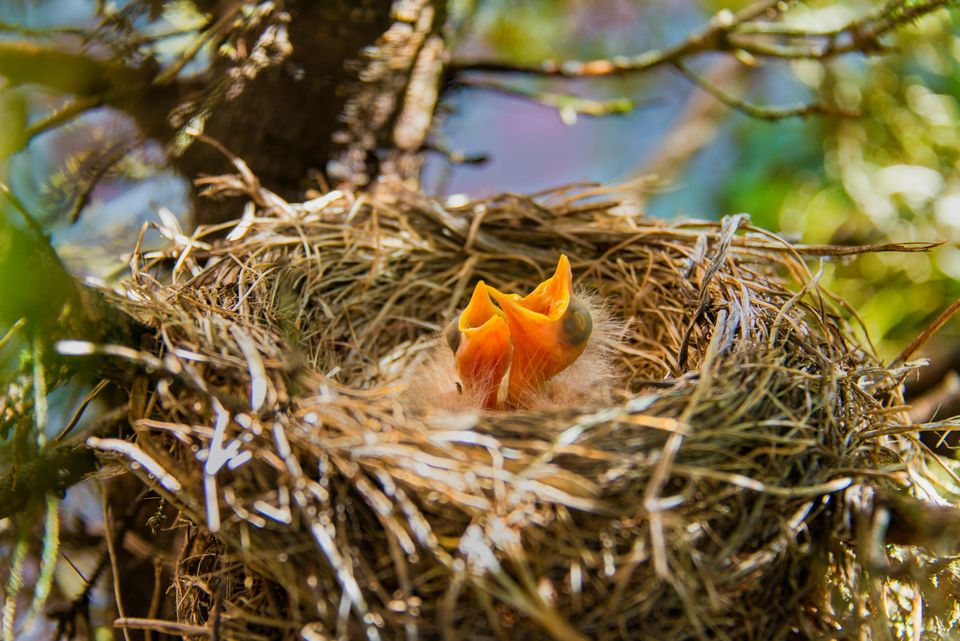 Kleine jonge vogels met snaveltje open in hun nest
