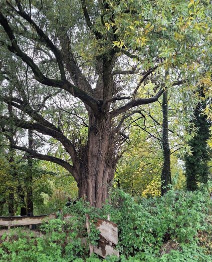 Lecture 'Recognizing Trees' at IVN Laarbeek