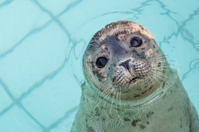 Kom op bezoek bij de zeehonden