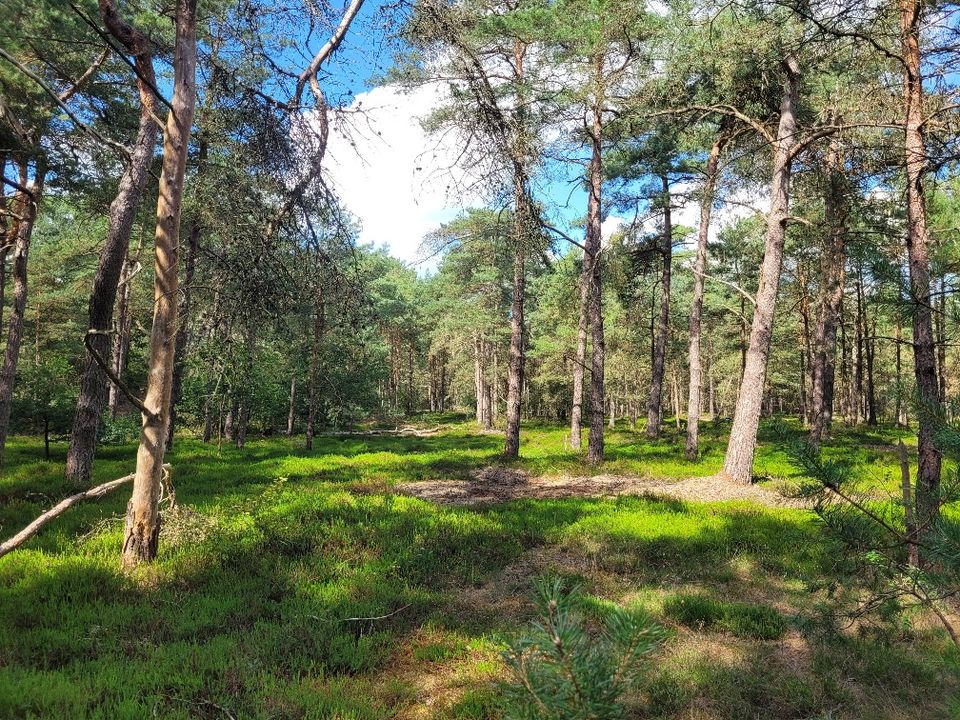 Het Nationaal Park Drents-Friese Wold is een groot aaneengesloten natuurgebied op de grens van de provincies Friesland en Drenthe. Het ruim 61 km² grote N.P. bestaat uit bos, heide en stuifzanden.