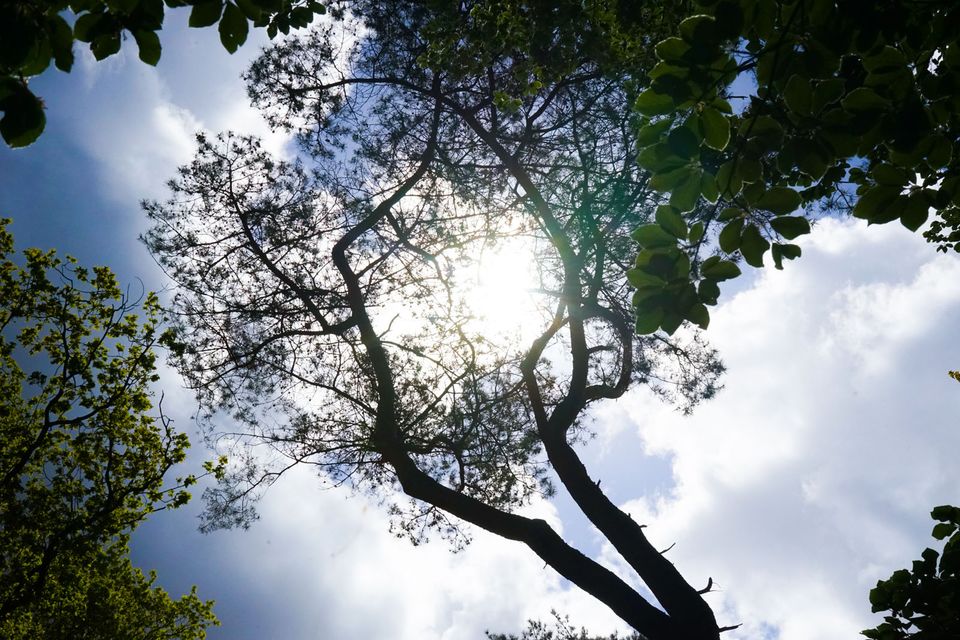 bomen in het rijsterbos