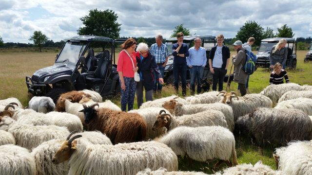 Deelnemers van de Eko-Tour pauzeren tijdens de tocht bij een kudde schapen.