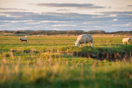 Schapen