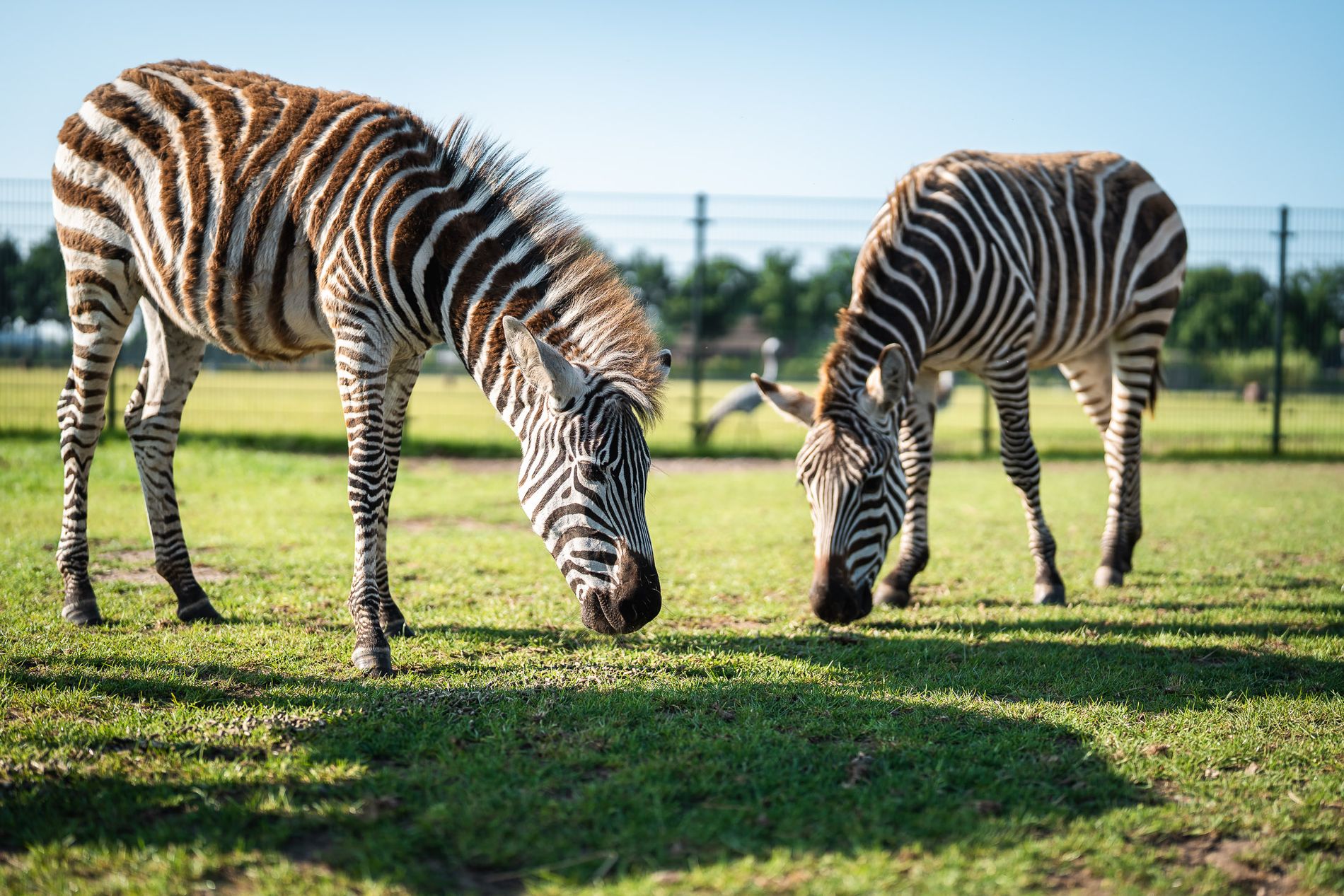 Zebra's in Brook Valley Zoo