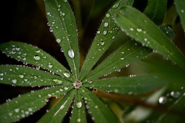 Ein Blatt mit Wassertropfen