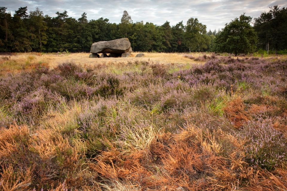 Hunebed D40 op een heideveld.