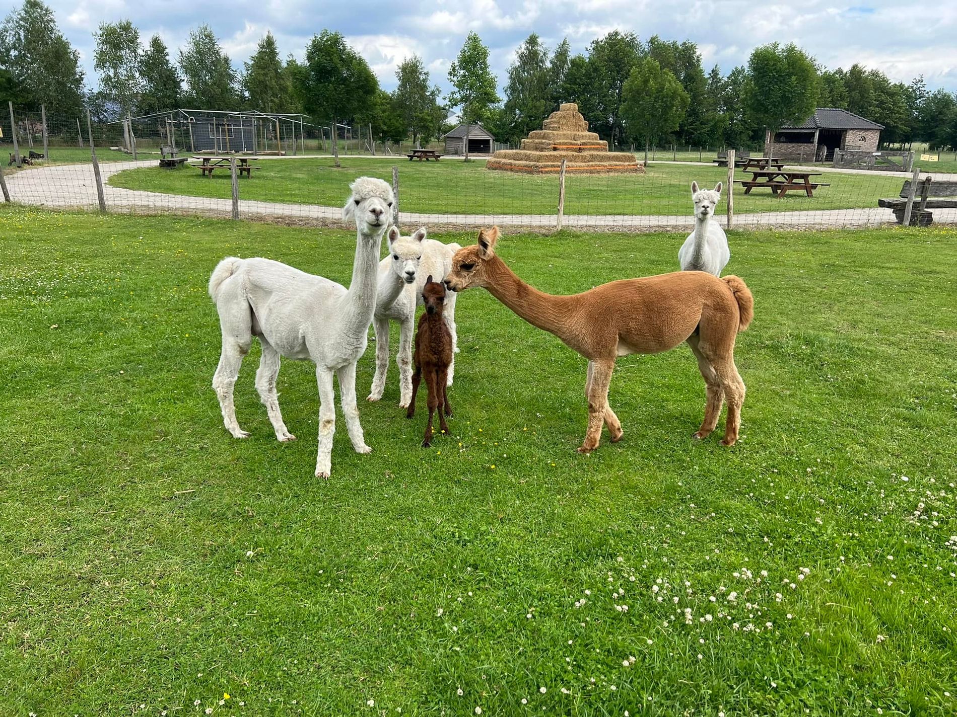 Alpaca ouder en kind