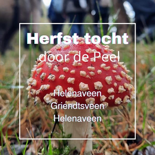 Herfstwandeltocht met lunch door de Peel