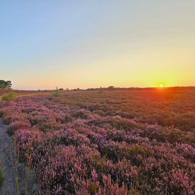 Zandpad heide en ondergaande zon