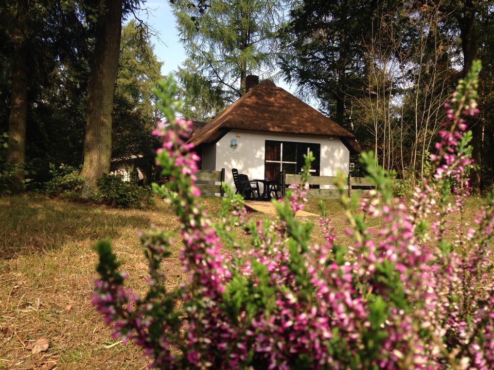 2 persoons bungalow Berken met bloeiende heide Veluwe Otterlo Lorkenbos -  Vakantieoord Het Lorkenbos