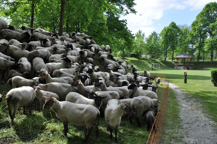 Foto van een rondtrekkende schaapskudde in Willemstad.