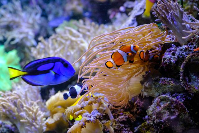 Vissen zwemmen in het Aquarium in Aqua Zoo Leerdam