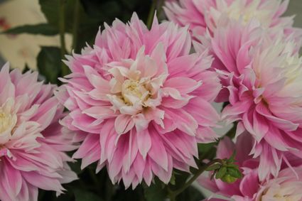 Foto's van Hella Radic-Hoogzand mogen uitsluitend gebruikt worden voor de website van Visit Duin en Bollenstreek.