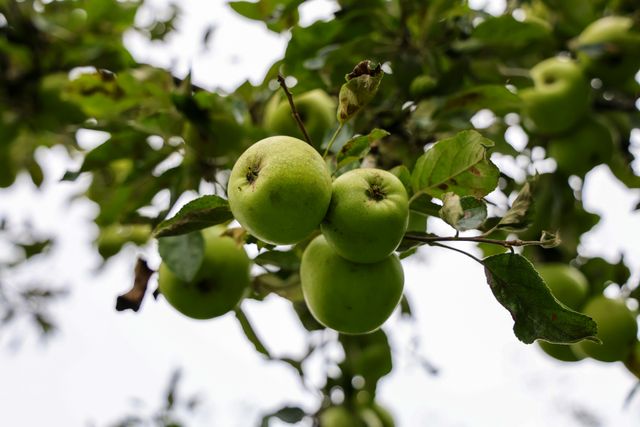 Appels in de boomgaard van Landwinkel Nieuw Rijsenburg