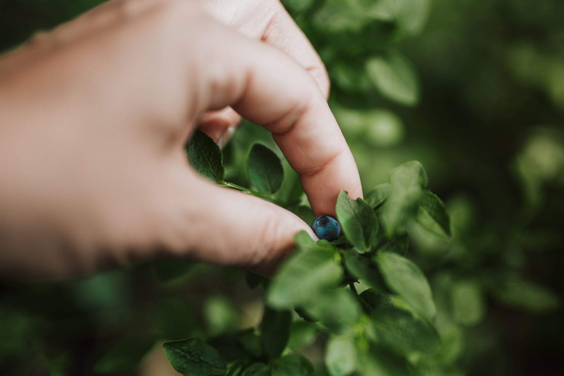 Blauwe bessen plukken