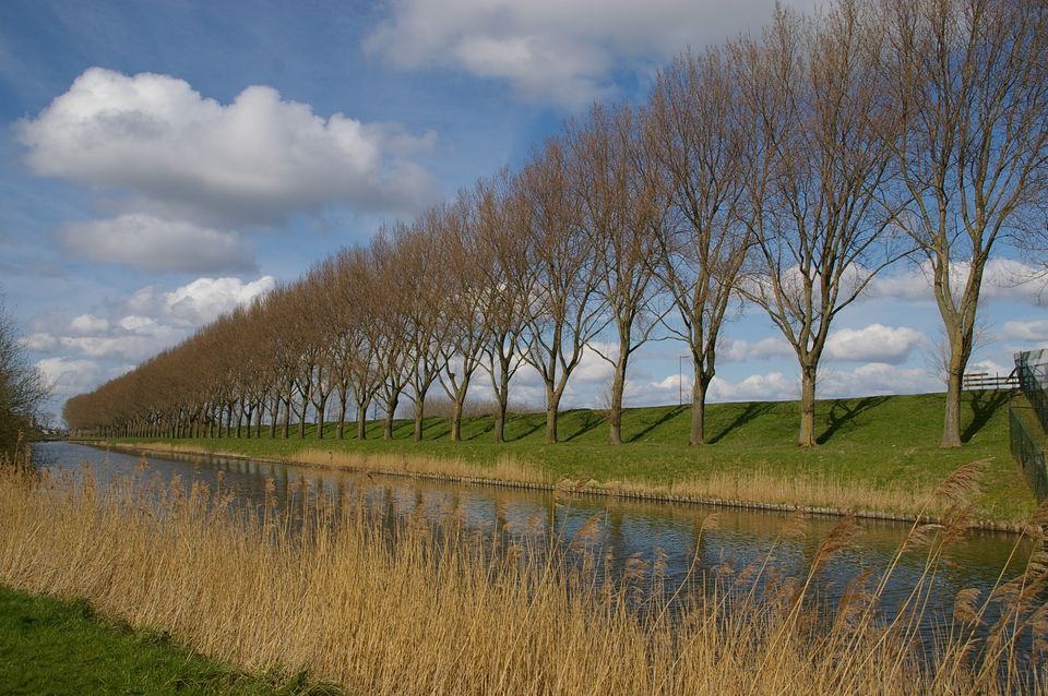 Geniedijk met populieren