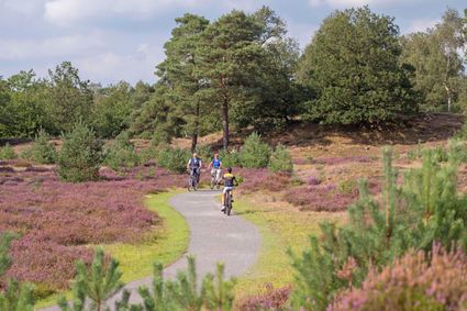 Fietsen drents-friese wold heide