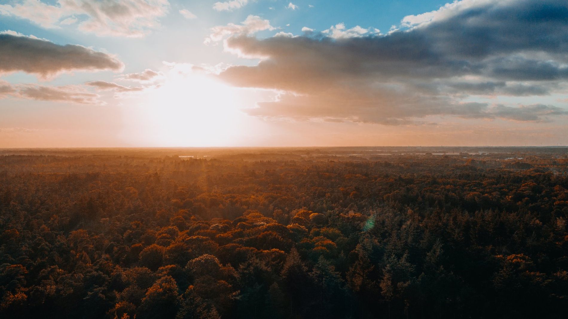 Begroeid bos in de herfst van boven.