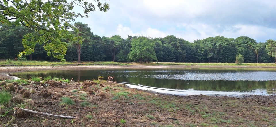 Kroonven heide