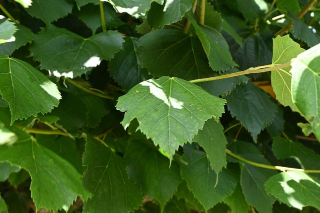 De bladeren van een Keizerlinde