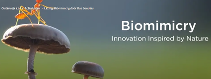 Een rode mier sterk uitvergroot op een paddenstoel