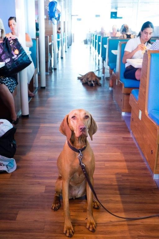 Hond op de veerboot naar Vlieland