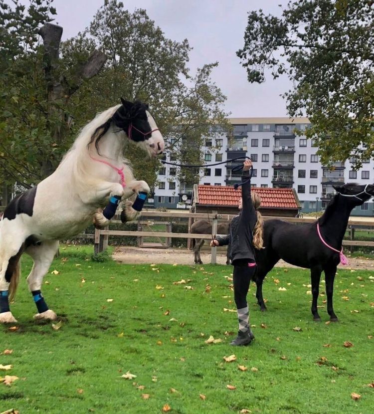 Paard en pony