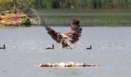 De Oostvaardersplassen: het grootste man-made natuurgebied ter wereld. Een natuurgebied dat in Europa zijn weerga niet kent. Ontstaan op de bodem van de vroegere Zuiderzee, in een polder van nog maar een halve eeuw oud.