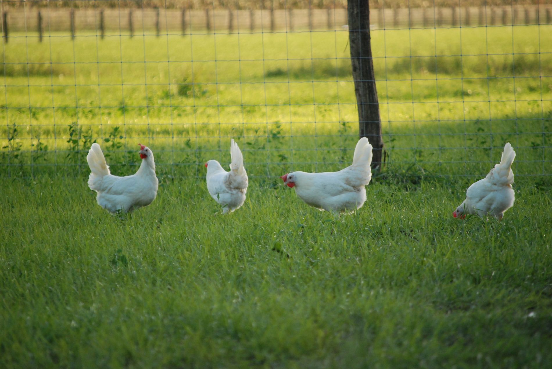 Kippen van Devo ei buiten