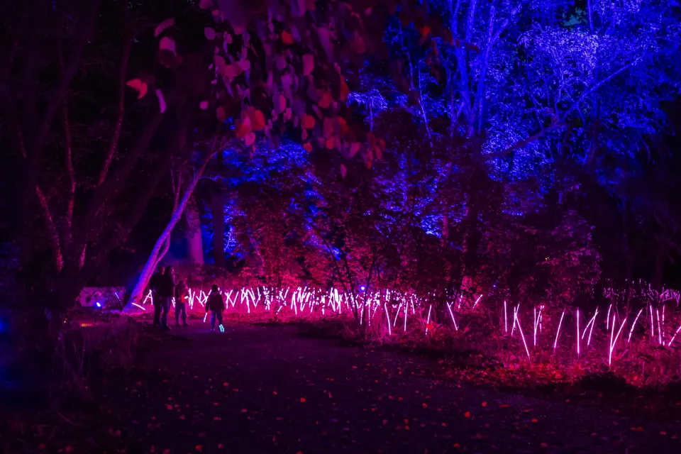 Lichten op het terrein tijdens Enchanted Gardens