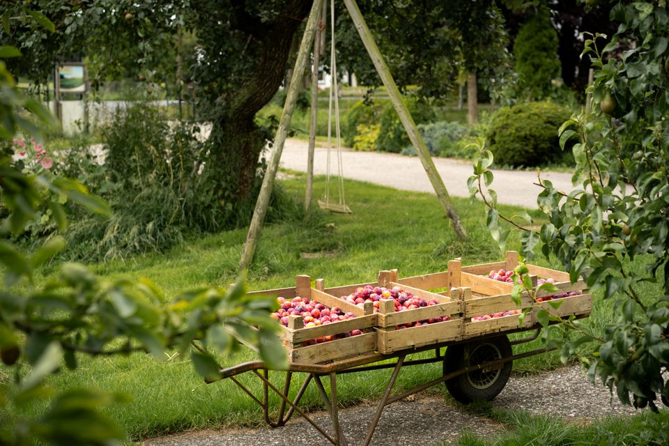 Pruimen in kratten op een kruiwagen