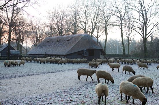 Schaapskooi met sneeuw